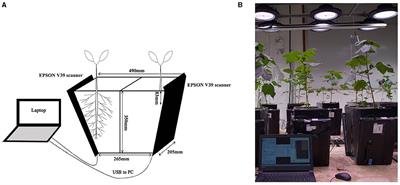 In situ Root Phenotypes of Cotton Seedlings Under Phosphorus Stress Revealed Through RhizoPot